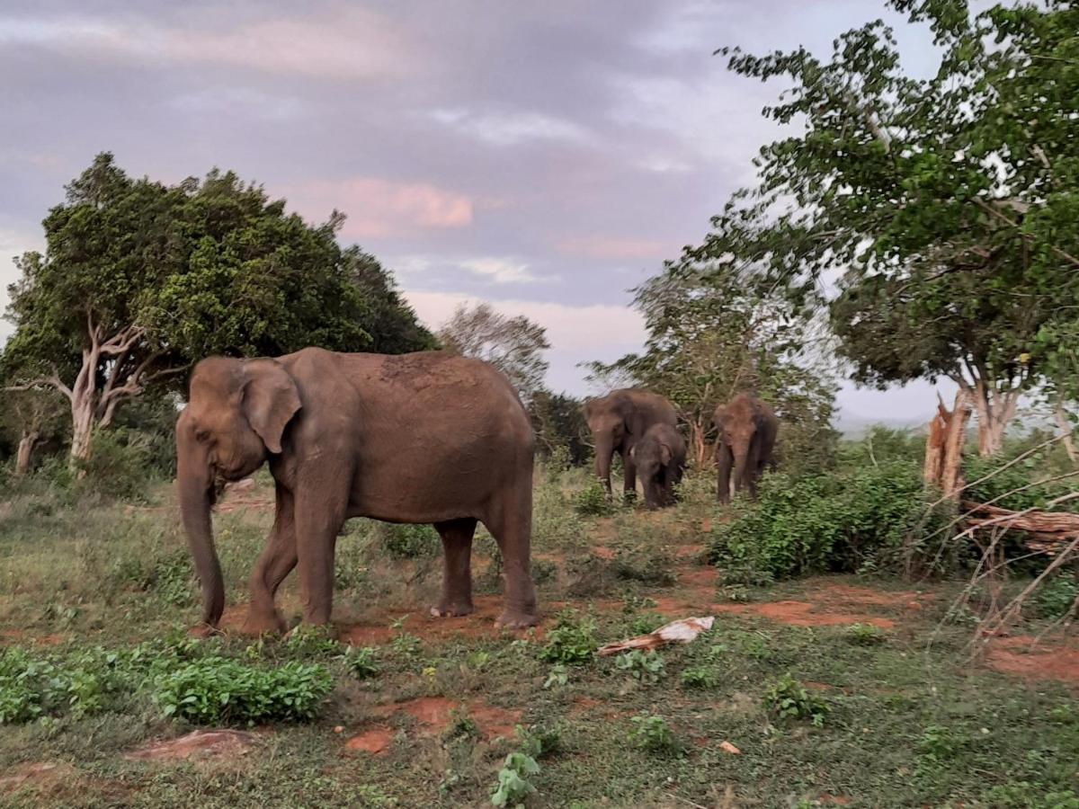 Elephant Lodge Удавалаве Екстер'єр фото
