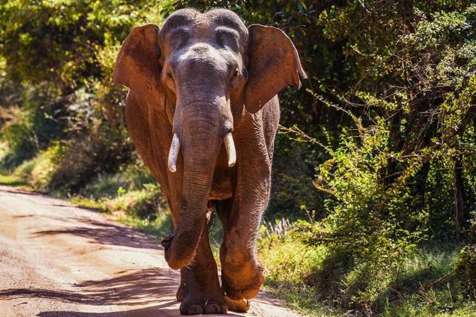 Elephant Lodge Удавалаве Екстер'єр фото