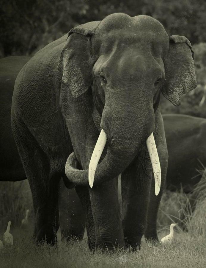Elephant Lodge Удавалаве Екстер'єр фото