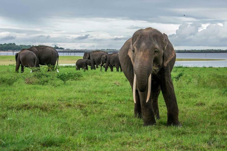 Elephant Lodge Удавалаве Екстер'єр фото