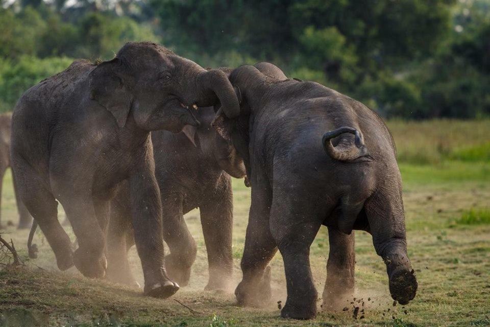 Elephant Lodge Удавалаве Екстер'єр фото
