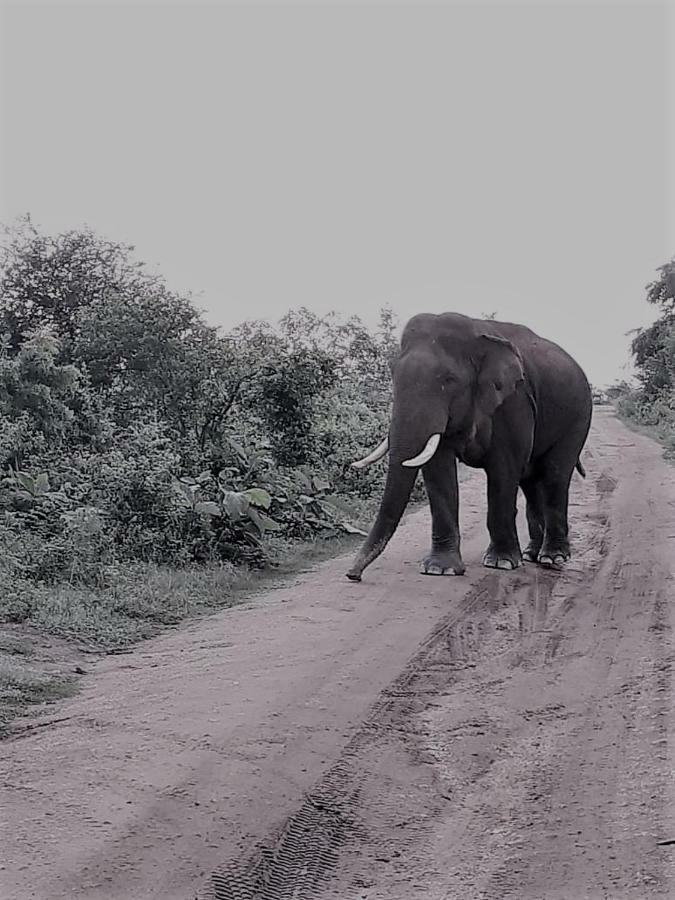 Elephant Lodge Удавалаве Екстер'єр фото