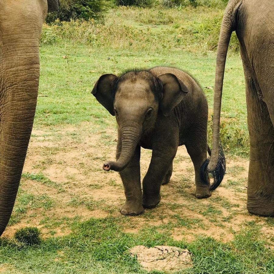 Elephant Lodge Удавалаве Екстер'єр фото