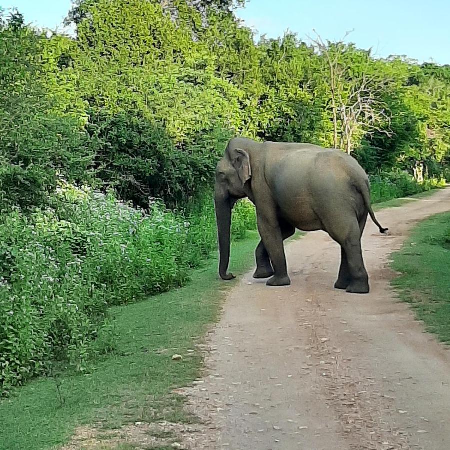 Elephant Lodge Удавалаве Екстер'єр фото