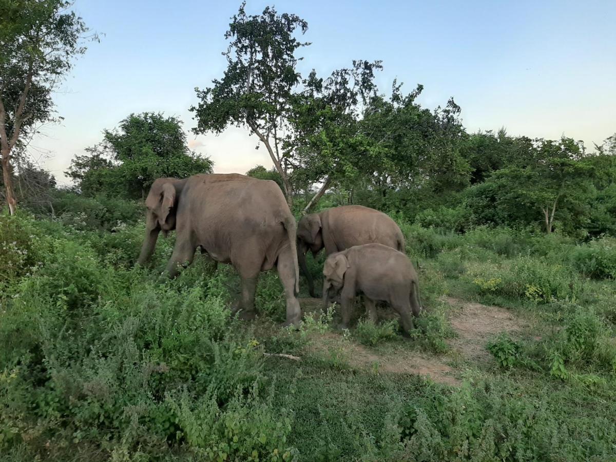 Elephant Lodge Удавалаве Екстер'єр фото
